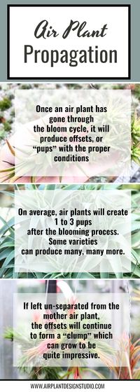 Learn all the ins and outs of air plant babies and propagation!