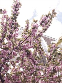 Rome’s #hanami • this pic was taken in Via Panama (Roma Nord)