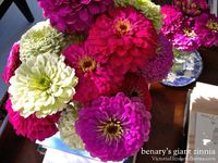 My favorite flowers for a cutting garden! Easy to start, blooms all season long, great for cutting and filling your garden with color! Dahlia, zinnia, sunflower, daisy, and other hardy, low-maintenance plants with LOTS of flowers.