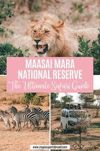 The Maasai Mara National Reserve in Kenya is well known for the exceptional wildlife and the possiblity to see the Bid 5. #Kenya #KenyaSafari #Safari #Wildlife #Big5 #MaasaiMara | Kenya Things to do | Africa Travel | Kenya Photography | Safari Animals | Maasai Mara