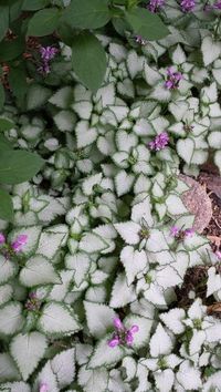 Lamium (dead nettles) is a great shade perennial and ground cover that spreads rapidly and does well with little sun.