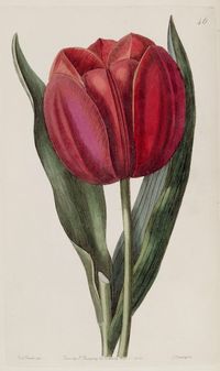 Tulipa gesneriana