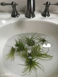 Air Plant Care: How to Tend, Fertilize, and Water Tillandsia