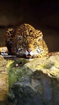 Jaguar 🐆🐆😍follow @ecosenpai❗ because you want more👍🙌😍😅The best video about animals! funny animal videos | funny animal videos laughing hilarious | cute animal videos animal videoys | baby animals videos | wild animal videos | pet videos | funny and dog videos | animal videos funny dogs | videos animales | animals beautiful videos | animals aesthetic videos | animals friendship videos. #cuteanimalsvideos#cuteanimals#animalsvideos #funnyvideos#cutevideos#animallovers
