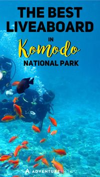 Komodo Island | Looking for the best way to see Komodo National Park? Why not make the most out of the plenty liveaboard diving experiences allowing you to dive and experience some of the best reefs in the world. Diving in Komodo is one the best things to do in Indonesia and has been some of the best experiences we've ever had. #komodo #indonesia #komodonationalpark
