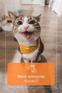 Katzenfans kennen es: das gemütliche Geräusch, das Katzen beim Streicheln und Kraulen abgeben. Doch das Schnurren des Vierbeiners tritt nicht nur in Wohlfühlmomenten auf. Denn auch in schwierigen, leidvollen Situationen können Katzen schnurren.