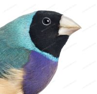 Gouldian / Gouldian Finch | #birds #gouldians #gouldianfinch