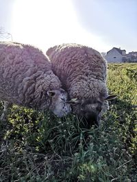 La Ferme ouverte de Saint-Denis