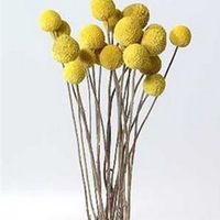 Preserved Billy Button Bundle in Natural Golden Yellow | Preserved Flowers artificial flowers wholesale silk flowers only $14.99 shop wedding flowers and wedding decorations www.afloral.com