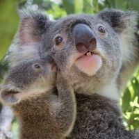 Voyage à travers l’Australie avec des français et des francophones. Communauté des français expatriés et des voyageurs en Australie. Français en Australie. Découverte de l’Australie. Voyage en Australie. Français en Australie. Vacances en Australie. Tourisme en Australie. Française en Australie. ©australia #australie #voyagerenaustralie #voyageenaustralie #vacancesenaustralie #francaisenaustralie #locationfrancophone #tourismeenaustralie #decouvertedelaustralie #sejourenaustralie