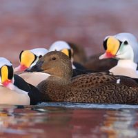 I think she enjoys to be surrounded of so much beauty...A female King Eider. En ombejlet kongeedderfugl hun. Kun et lille udsnit.… #birds #ducks #eiders