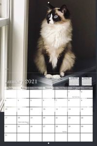 The Ragdoll Cats 2020 Wall Calendar by Floppycats is now available for pre-orders! We will run pre-orders for about a month, then they’ll be printed and shipped. Thank you for your help in making this happen! https://www.yearbox.com/calendarsforgood/floppycat-2020-calendar/