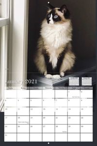 The Ragdoll Cats 2020 Wall Calendar by Floppycats is now available for pre-orders!  We will run pre-orders for about a month, then they’ll be printed and shipped. Thank you for your help in making this happen!  https://www.yearbox.com/calendarsforgood/floppycat-2020-calendar/