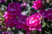 How to Transplant Knockout Roses | Hunker