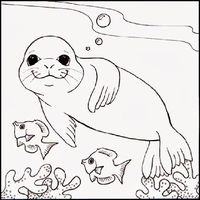 Origami n' Stuff 4 Kids: Coloring: Hawaiian Monk Seal, Hawaii's State Mammal
