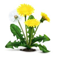 The Incredible Health Benefits of Dandelion