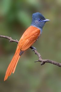 #Birds #paradiseflycatcher