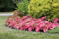 Landscaping Made Easy With Caladiums - Longfield Gardens