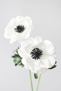 These white real touch anemone flowers feel as real as they look! They're the perfect addition to your white wedding bouquet or wedding centerpieces. Shop white wedding flowers at Afloral.com.