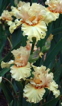 Iris 'Comes The Dawn'