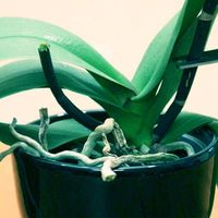 Follow these 3 steps to trigger reblooming of your orchid.
