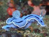 20+ Animales tan hermosos que no podemos dejar de admirarlos