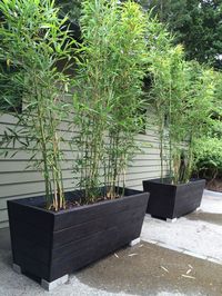 Palissades