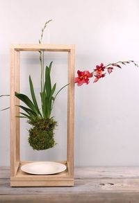 Kokedama: Floating plants | The joy of plants