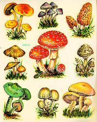 Vintage Meyercord Butterfly decals. 9 Mushrooms/Toadstools. You can use these for any of your craft projects like altered art, collage, scrapbooking.