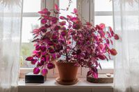 Tender plants won't make it through the winter outdoors in frosty climates. That doesn't mean they're compost. Here are some ideas.