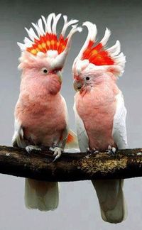 Cacatoès de Leadbeater. Major Mitchell's Cockatoo (Lophochroa leadbeateri), also known as Leadbeater's Cockatoo or Pink Cockatoo More