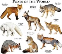 Fine art illustration of foxes of the world Species featured: ARCTIC FOX (Vulpes lagopus) ARABIAN RED FOX (Vulpes vulpes arabica) FENNEC FOX (Vulpes zerda) GRAY FOX (Urocyon cinereoargenteus) KIT FOX (Vulpes macrotis) RED FOX (Vulpes Vulpes) SWIFT FOX (Vulpes velox) TIBETAN SAND