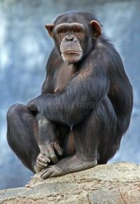 Chimpanzee. Sad Chimp Sitting on a Rock , #spon, #Sad, #Chimpanzee, #Chimp, #Rock, #Sitting #ad