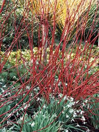 Flame Red Dogwood Stems. Red-Osier Dogwood. Add Color to Winter Garden. Beautiful with green snow drops.