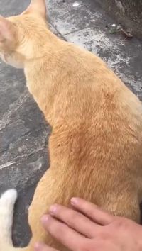 Meow meow...🐈🐈 😍follow @ecosenpai❗ because you want more👍🙌😍😅The best video about animals! funny animal videos | funny animal videos can't stop laughing hilarious | cute animal videos animal videoys | baby animals videos | wild animal videos | pet videos | funny and dog videos | animal videos funny dogs | videos animales | animals beautiful videos | animals aesthetic videos | animals friendship videos. #cuteanimals#animalsvideos #funnyvideos#cutevideos#animals#cat