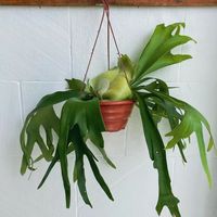 (Foto: Reprodução/Instagram @casadefloroficial)