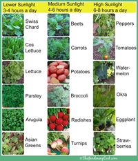 Does Your Vegetable Need Sun or Shade? - The Gardening Cook