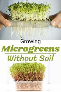 Loaded with proteins and vitamins, these tiny, tender plants are both easy to grow and good for health! Learn How to Grow Microgreens Without Soil!