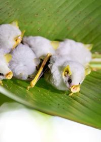 Honduran white bats are known for their unique white fur and leaf-shaped nose