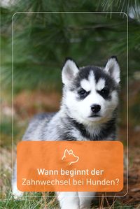 Ab dem dritten Lebensmonat geht es bei vielen Hunden los mit dem Zahnwechsel. Erste Milchzähne fallen aus, bleibende Zähne brechen durch. Die Milchzähne werden dann nach und nach durch 42 Dauerzähne „ersetzt“.