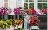 When you live in a house, one of the first things that you will consider as a plant lover is where you will place your flowers in your indoor and outdoor space. Some homes have a lot of garden space that can accommodate a wide variety of different plants, while other homes will only have enough space for a few window boxes. No matter where you live, window boxes can look amazing, but since these spaces are typically located close to the wall, they may not get quite as much light as plants that