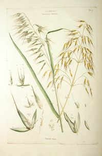 Wholesale Oatstraw | Monterey Bay Herb Co