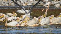 Djoudj National Bird Sanctuary - UNESCO World Heritage Centre