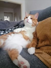 Cat Rescue: "Raoul a beaucoup d'énergie; ça va être difficile de le contenir." Raoul: