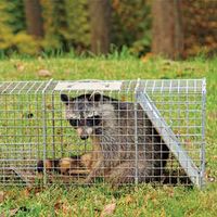 Many animals cannot survive the stress and trauma of being trapped and then moved to an unfamiliar location.