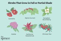 Don't make the mistake of using inappropriate plants for a shady area. Try one of these 29 shrubs that actually like getting less sun.