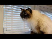 Cuddle Clones: http://www.cuddleclones.com/products.html?aff_id=1246 Use coupon code FLOPPYCATS10 to get 10% off your order