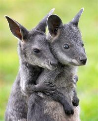 Wallaby Brothers / canguritos hermanos by Influjos planetarios (Cecilia Rosales)
