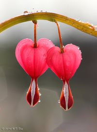Bleeding hearts flowers | N.T Dao | Flickr