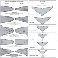 A whale of a tail